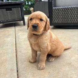 Blaze - Golden male Golden Retriever puppy in Lebanon, Oregon from SnowPeakPaws