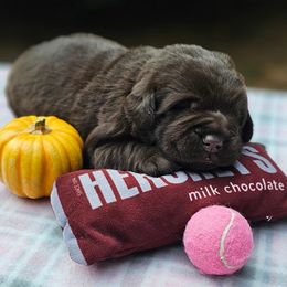 Chocolate girl - Chocolate female Labrador Retriever puppy in Plainwell, Michigan from Preuss Puppies