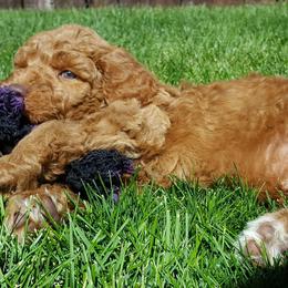Poodle Puppies from Stunningly Sweet Standards