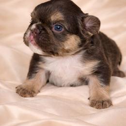 Hazel - Tricolors female French Bulldog puppy in Maplewood, New Jersey from Poos&Bulls Keepsake