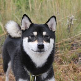 Shiba Inu All Grown Up from Boomlay Shiba