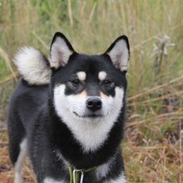 Shiba Inu All Grown Up from Boomlay Shiba