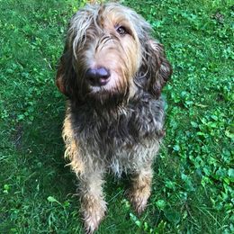 Otterhound All Grown Up from WrightWay Otterhounds