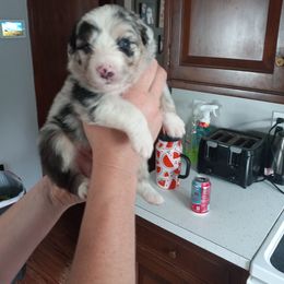 Australian Shepherd Puppies from Melick Kennels
