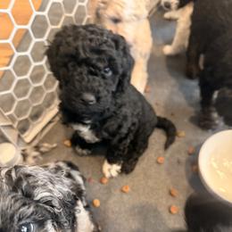 Cockapoo and Goldendoodle Puppies from Jax Doodles