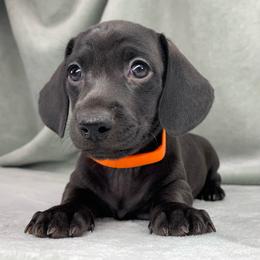Female 1 - Black female Dachshund puppy in Birmingham, Alabama from LongBottomDachshunds