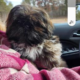 Shih Tzu Puppies from Margaret Szegda