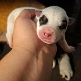 Kyubey (ASDR) - Blue speckled male Australian Cattle Dog puppy in Marana, Arizona from Impact 3rd Australian Cattle Dogs