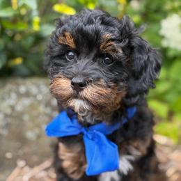 SALE Cayenne - male Cavapoochon puppy in North Lawrence, Ohio from Liberty Pups