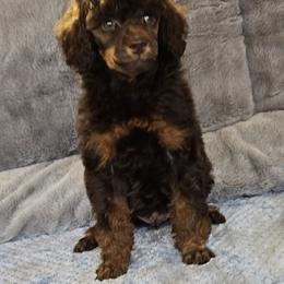 Blue Collar - Sable male Poodle puppy in Poplar Grove, Illinois from Awesome Paws