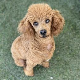 Poodle puppies from Teakwoodpoodleofsocal