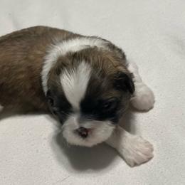 Sabrina - Gold and white female Shih Tzu puppy in Kingsley, Michigan from Joseph's Shih Tzus