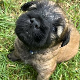 Soft Coated Wheaten Terrier Puppies from Wagging Wheatens