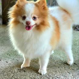 Daisy - Pomeranian