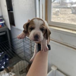 Boy 1 - Brown and white male Basset Hound puppy in Las Animas, Colorado from J&D Dachsies