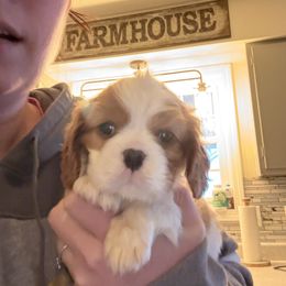 Jacki - Blenheim female Cavalier King Charles Spaniel puppy in Oxford, Ohio from Wilson Park Cavaliers