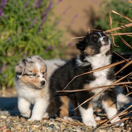 Australian Shepherd Puppies from Navarro Australian Shepherds