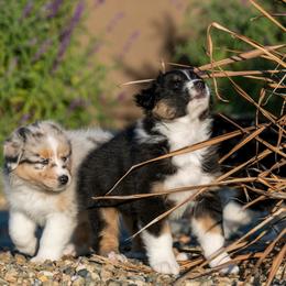 Australian Shepherd Puppies from Navarro Australian Shepherds