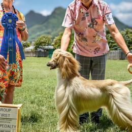 Afghan Hounds from Maringal Sams n Ghans