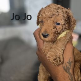 Poodle Puppies from Moving and Grooving Pups