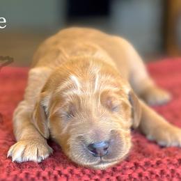 Maple - Goldendoodle puppy from North Star Dog Training