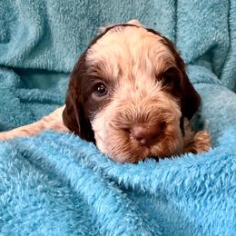 Freedom - Liver white and roan male English Springer Spaniel puppy in Madison, Indiana from McCollough's Pawsome Spaniels and Danny's Delightful Dachshunds