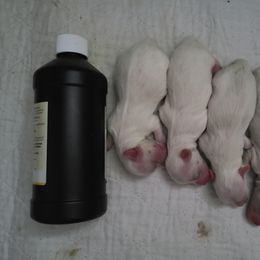 Coton de Tulear Puppies from Classy Cotons