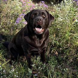 Pixie - Labrador Retriever