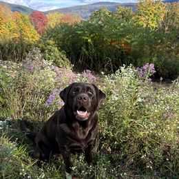 Pixie - Labrador Retriever