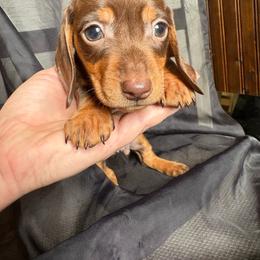 Frodo - Chocolate and tan male Dachshund puppy in Richwood, West Virginia from Wild and Wonderful Wieners