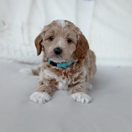Logan - Cream male Goldendoodle puppy in Columbia, South Carolina from Glittering Grace Goldendoodles
