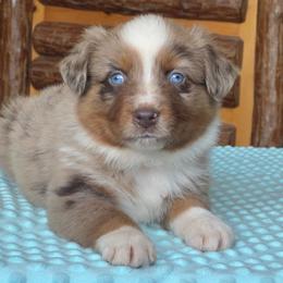 Forest - Red merle male Australian Shepherd puppy in Howardsville, Virginia from Spectacular Aussies and Cavaliers