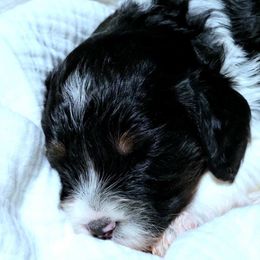Cavapoo Puppies from Southwest Cavapoos