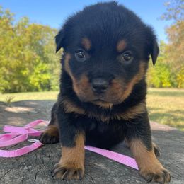 Light pink girl - Black and mahogany female Rottweiler puppy in Industry, Illinois from KDKs Kennels