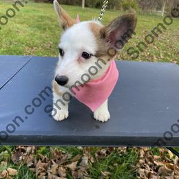 Baldface female PINK Collar - Sable female Pembroke Welsh Corgi puppy in Eaton, New York from Snomoon Miniature Pinschers  & Pembroke Welsh Corgi