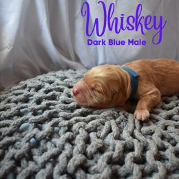 Goldendoodle Puppies from Wild Blum Doodles