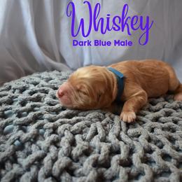 Goldendoodle Puppies from Wild Blum Doodles