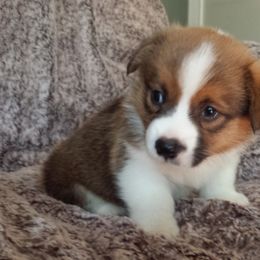 Pembroke Welsh Corgi Puppies from Main Street Corgis