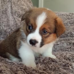 Pembroke Welsh Corgi Puppies from Main Street Corgis
