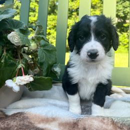 Bernedoodle Puppies from East Coast Bernedoodles