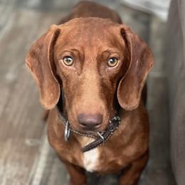 Ruby - Dachshund