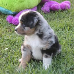 Bentley - Blue merle male Toy Australian Shepherd puppy in Ionia, Iowa from Sapphire Stables