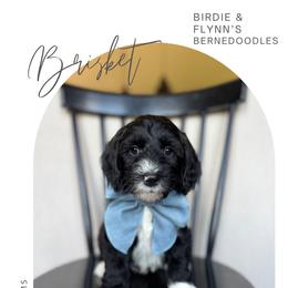 Brisket - Black and white male Bernedoodle puppy in New Harmony, Indiana from Cottonwood Farms
