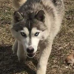 Anna - Siberian Husky