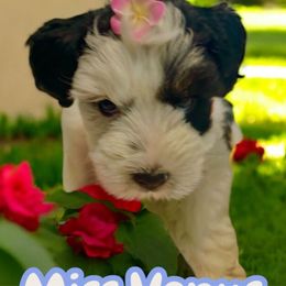 Venus - Parti female Miniature Schnauzer puppy in Deltona, Florida from LIZ FANCY SCHNAUZERS