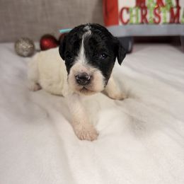 Kitkat - Black and white female Bernedoodle puppy in Luana, Iowa from Country View Bernedoodles and Goldendoodles