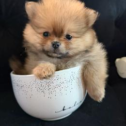 Peaches - Orange sable female Pomeranian puppy in Moody, Texas from Luxury Pets of Central Texas
