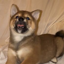 AIJIN (Lover) - Red male Shiba Inu puppy in Derby, Kansas from Heart’s Desire Shiba Inus