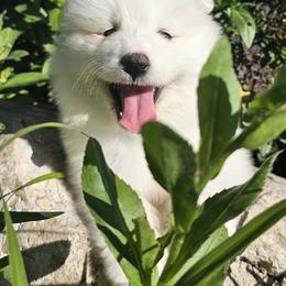 Samoyed Puppies from Rocky Mountain Samoyeds