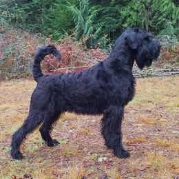 Giant Schnauzer All Grown Up from Preston Schnauzers